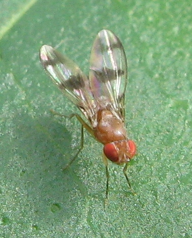 ignota moschina